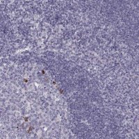 Anti-CCL19 antibody produced in rabbit 