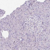Anti-CCNB1 antibody produced in rabbit 