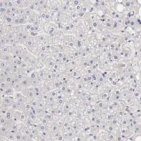 Anti-CCNB3 antibody produced in rabbit 