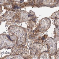 Anti-CCNG2 antibody produced in rabbit HPA034684-100UL