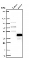 Anti-CCNY antibody produced in rabbit 