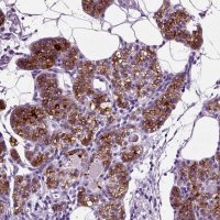 Anti-CD109 antibody produced in rabbit 
