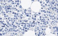 Anti-CD11b Antibody, clone 2G13 ZooMAb Rabbit Monoclonal 