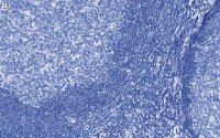 Anti-CD11c Antibody, clone 1D6 ZooMAb Rabbit Monoclonal 
