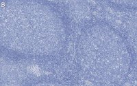 Anti-CD14 Antibody, clone 1B4 ZooMAb Rabbit Monoclonal 