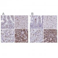 Anti-CD163 antibody produced in rabbit 
