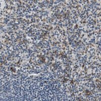 Anti-CD163L1 antibody produced in rabbit 