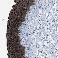 Anti-CD1B antibody produced in rabbit HPA021824-100UL