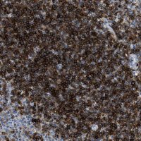 Anti-CD226 antibody produced in rabbit 