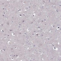 Anti-CD28 antibody produced in rabbit 