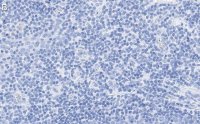 Anti-CD28 Antibody, clone 2N15 ZooMAb Rabbit Monoclonal 
