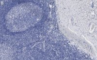 Anti-CD31 Antibody, clone 4E20 , ZooMAb Rabbit Monoclonal 
