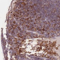 Anti-CD33 antibody produced in rabbit 