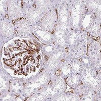 Anti-CD34 antibody produced in rabbit 