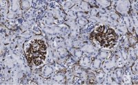 Anti-CD34 Antibody, clone 5C15 , ZooMAb Rabbit Monoclonal 