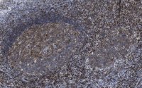 Anti-CD3e Antibody, clone 1H4, ZooMAb Rabbit Monoclonal 