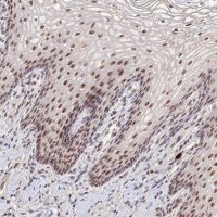 Anti-CD3EAP antibody produced in rabbit 