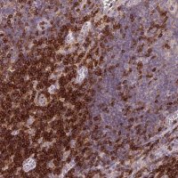 Anti-CD3G antibody produced in rabbit 