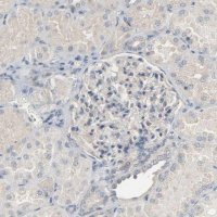 Anti-CD4 antibody produced in rabbit HPA004252-100UL
