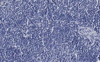 Anti-CD4 Antibody, clone 2G19 ZooMAb Rabbit Monoclonal 