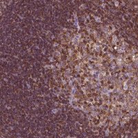 Anti-CD45 antibody produced in rabbit 