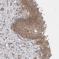 Anti-CD59 antibody produced in rabbit 