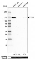 Anti-CD68 antibody produced in rabbit HPA048982-100UL