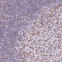 Anti-CD69 antibody produced in rabbit 