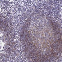 Anti-CD72 antibody produced in rabbit 