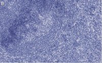 Anti-CD73 (NT5E) Antibody, clone 1F22 ZooMAb Rabbit Monoclonal 