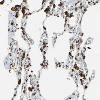 Anti-CD74 antibody produced in rabbit 