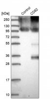 Anti-CD82 antibody produced in rabbit 