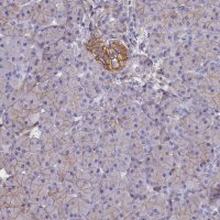 Anti-CD99 antibody produced in rabbit HPA035304-100UL