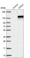 Anti-CDAN1 antibody produced in rabbit HPA040787-100UL