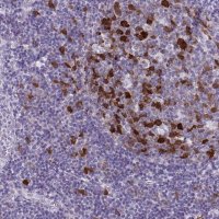 Anti-CDC20 antibody produced in rabbit 