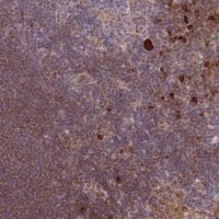 Anti-CDC25B antibody produced in rabbit 