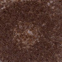 Anti-CDC42SE2 antibody produced in rabbit 