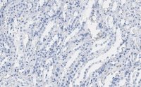 Anti-CDC5L Antibody, clone 4F8 ZooMAb Rabbit Monoclonal 