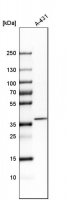 Anti-CDCA3 antibody produced in rabbit 