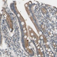 Anti-CDCP1 antibody produced in rabbit 