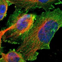 Anti-CDH4 antibody produced in rabbit 