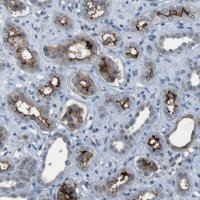 Anti-CDHR2 antibody produced in rabbit 
