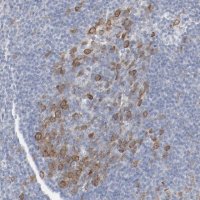 Anti-CDK1 antibody produced in rabbit 