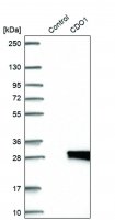 Anti-CDO1 antibody produced in rabbit 