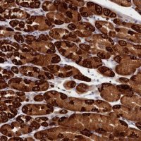 Anti-CEP44 antibody produced in rabbit 