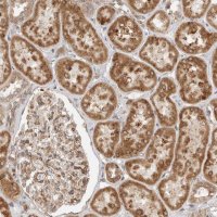 Anti-CERS2 antibody produced in rabbit 