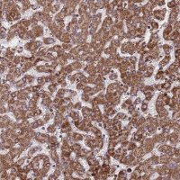 Anti-CES5A antibody produced in rabbit 