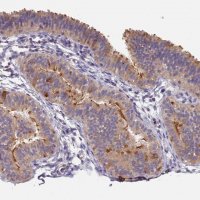 Anti-CFAP161 antibody produced in rabbit 