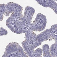 Anti-CFAP53 antibody produced in rabbit 