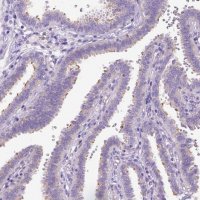 Anti-CFAP54 antibody produced in rabbit 